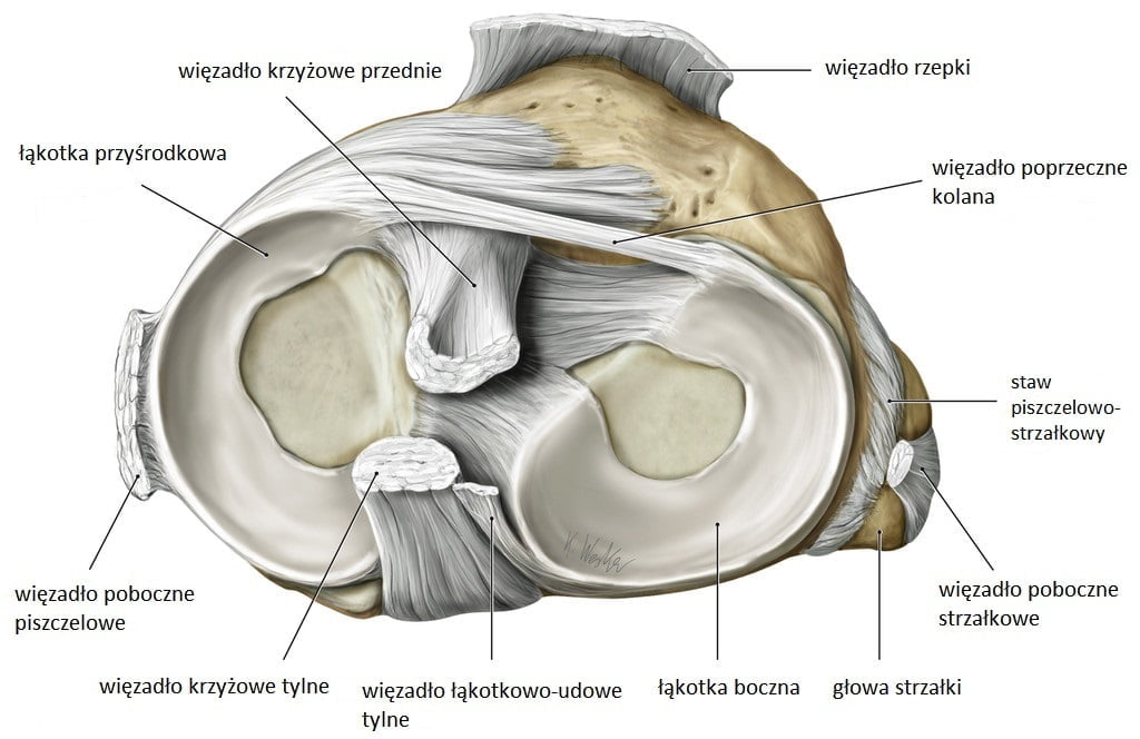 Łątkotka w kolanie